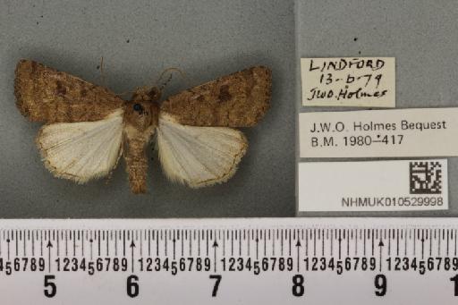 Caradrina morpheus (Hufnagel, 1766) - NHMUK_010529998_583996