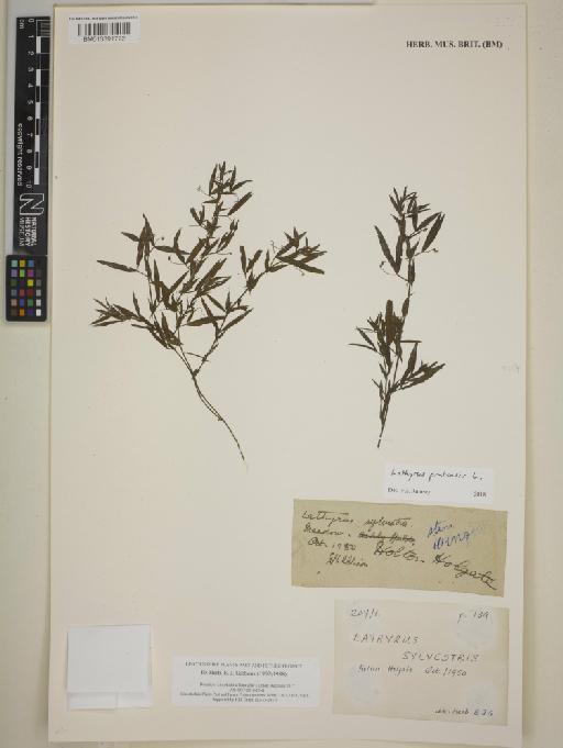 Lathyrus pratensis L. - BM013391792