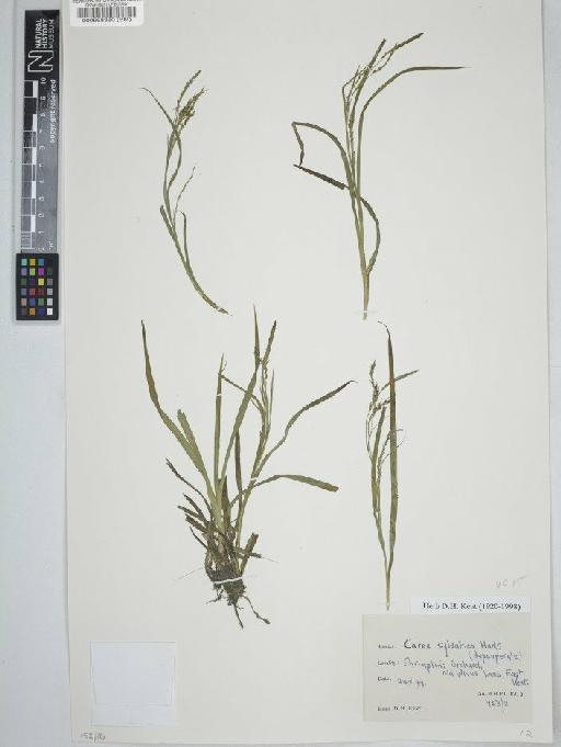 Carex sylvatica Huds. - BM000568380   C
