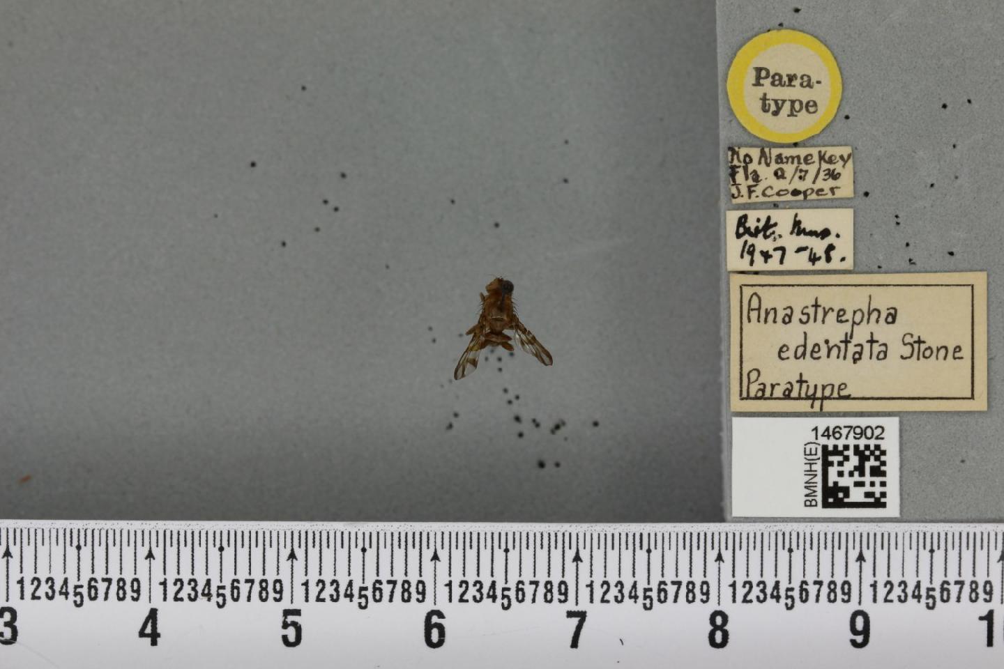 Anastrepha edentata