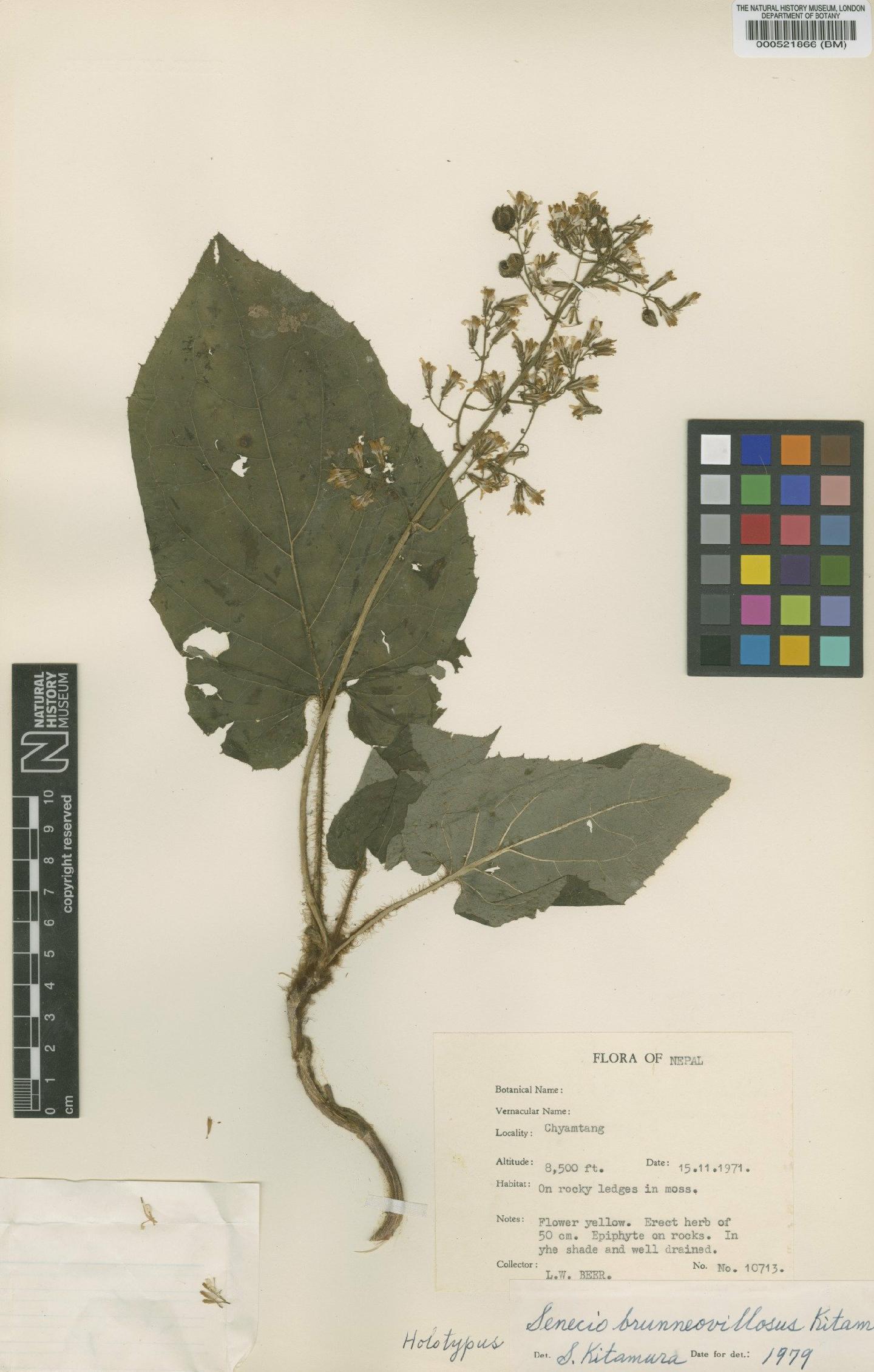 To NHMUK collection (Senecio brunneo-villosus Kitamura; Holotype; NHMUK:ecatalogue:474407)