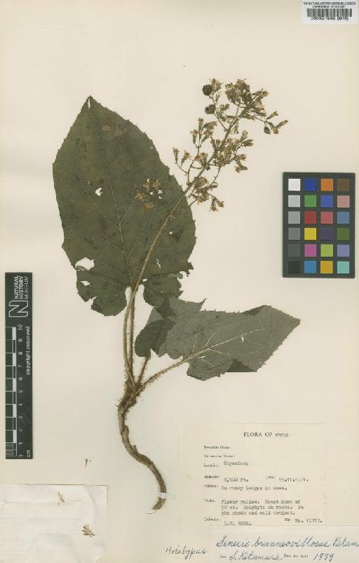 Senecio brunneo-villosus Kitamura - BM000521866