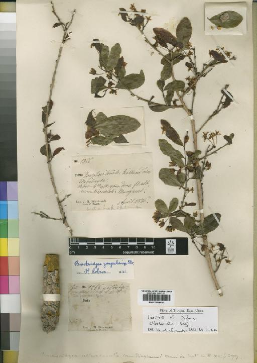 Brackenridgea zanguebarica Oliv. - BM000839691