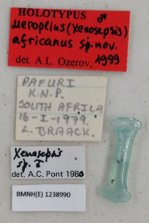 Meroplius (Xenosepsis) africanus Ozerov & Ozerov, 1999 - Meroplius_Xenosepsis_africanus-BMNHE1238990-holotype_male-labels