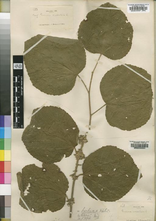Grewia herbacea - BM000630881