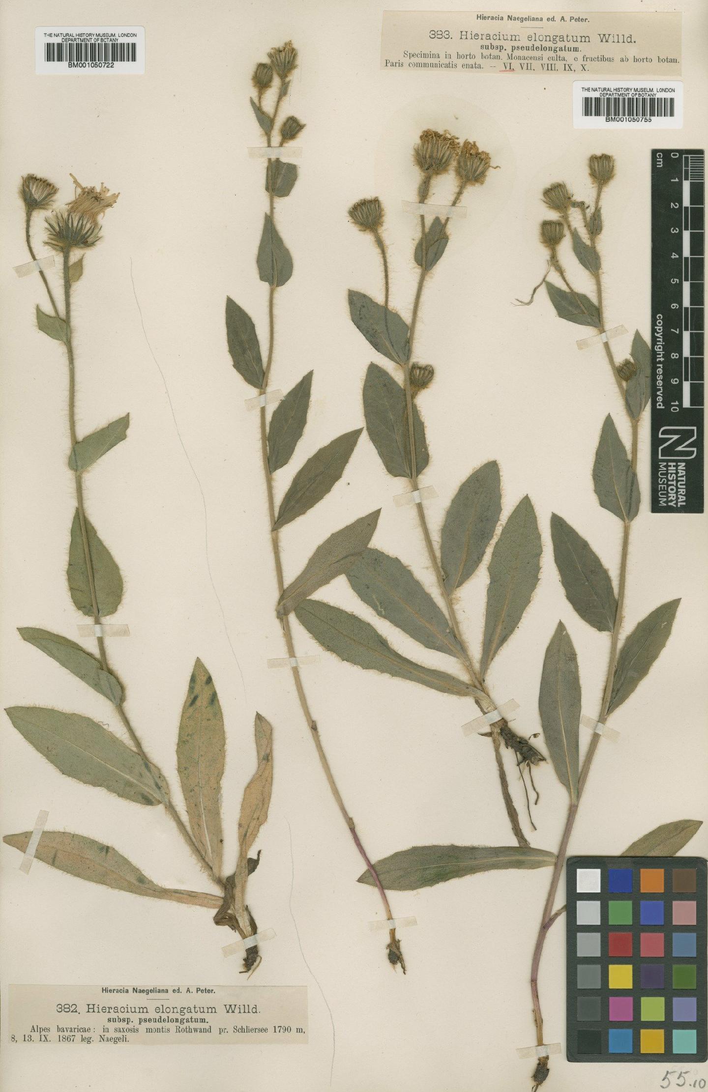 To NHMUK collection (Hieracium valdepilosum subsp. pseudelongatum (Nägeli & Peter) Zahn; TYPE; NHMUK:ecatalogue:2399548)