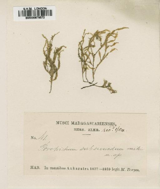 Porotrichum elongatum (Welw. & Duby) A.Gepp - BM000878572