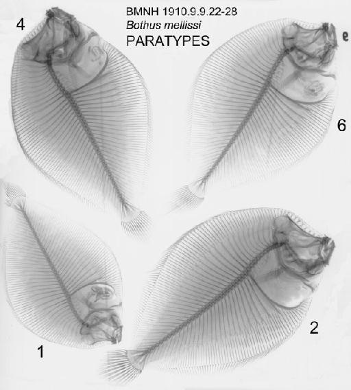 Bothus mellissi Norman, 1931 - BMNH 1910.9.9.22-28 (1,2,4,6) Bothus mellissi PARATYPES