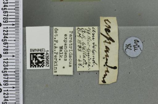 Bactrocera (Paratridacus) expandens (Walker, 1859) - BMNHE_1439682_label_35365