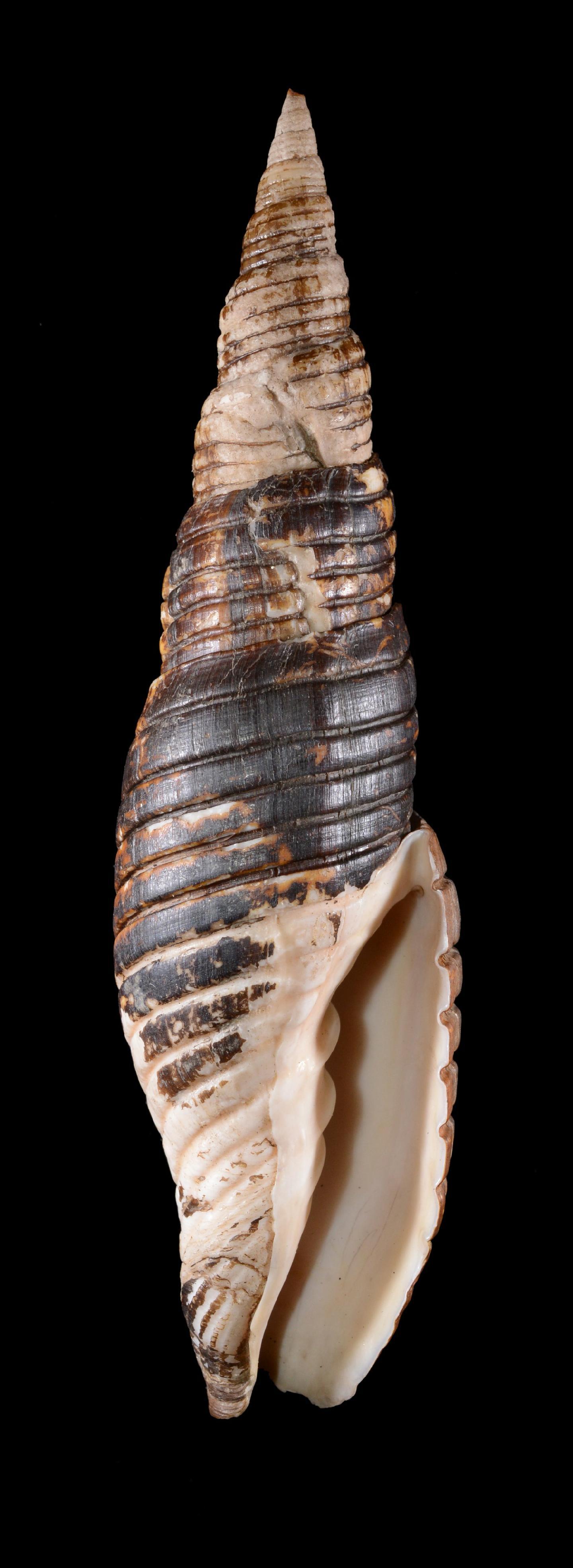 Mitra belcheri