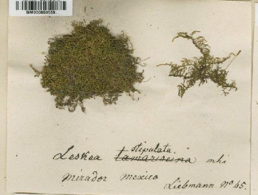 Thuidium orthocarpum Besch. - BM000850559