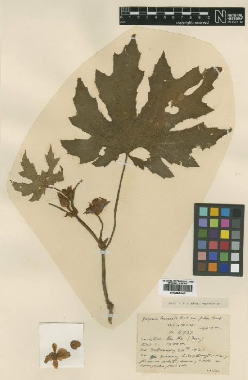 Begonia laciniata var. pilosa Craib - BM000839451