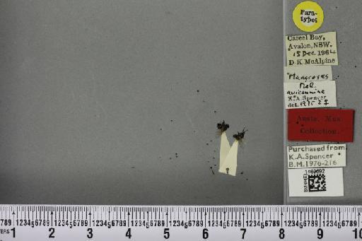 Melanagromyza avicenniae Spencer, 1977 - BMNHE_1469692_45118