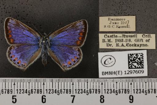 Polyommatus icarus icarus ab. apicata-thetis Tutt, 1910 - BMNHE_1297609_147919