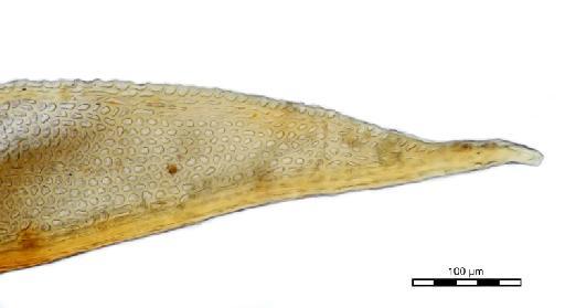 Calyptopogon mnioides (Schwägr.) Broth. - Streptopogon hookeri_BM000674778tip.jpg