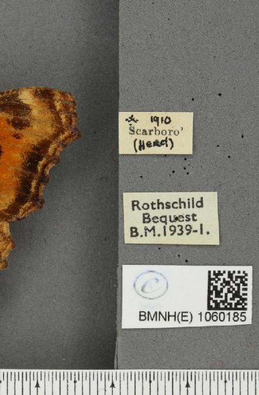 Nymphalis polychloros ab. longipuncta Lempke, 1956 - BMNHE_1060185_label_20370