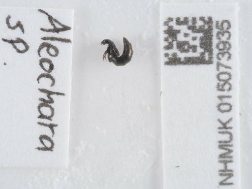 Aleochara Gravenhorst, 1802 - 015073935_2