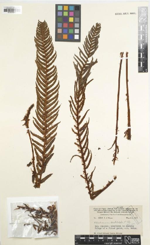 Blechnum revolutum (Alderw.) C.Chr. - BM001048305