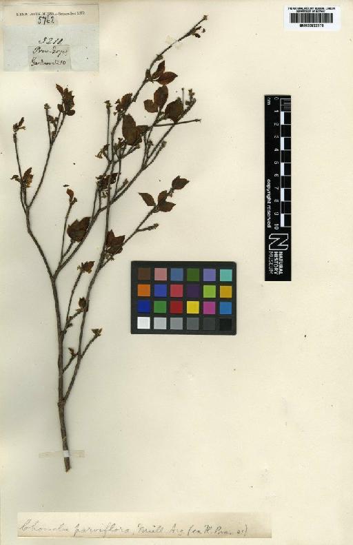 Chomelia parviflora Müll.Arg. - BM000832375