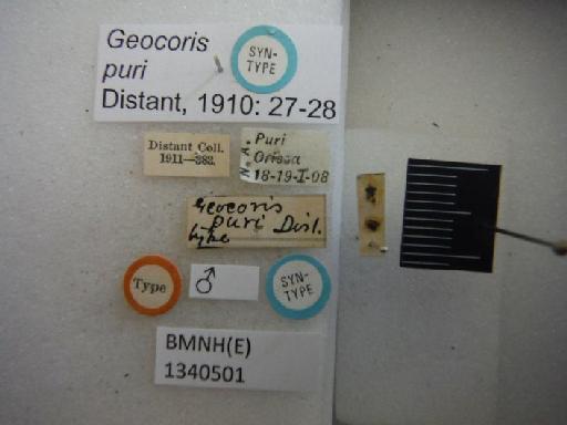 Geocoris puri Distant, 1910 - Geocoris puri-BMNH(E)1340501-Syntype male dorsal & labels