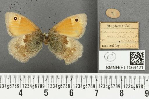 Coenonympha pamphilus (Linnaeus, 1758) - BMNHE_1064421_25585