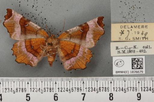 Selenia tetralunaria tetralunaria (Hufnagel, 1767) - BMNHE_1876679_448944