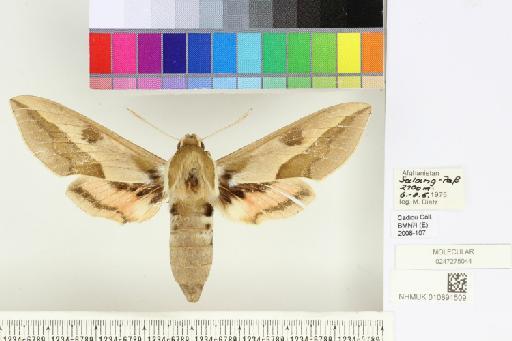 Hyles centralasiae (Staudinger, 1887) - NHMUK010891509_Hyles_centralasiae_dorsal_and_labels.JPG