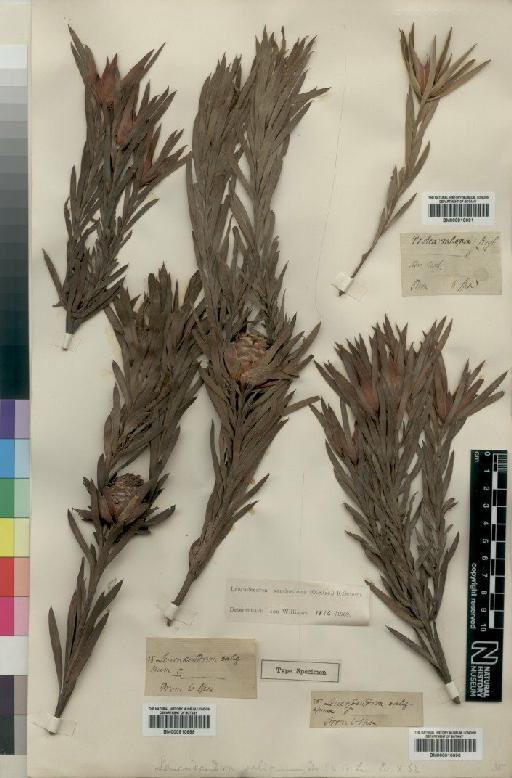 Leucadendron xanthoconus (Kuntze) K.Schum. - BM000910690