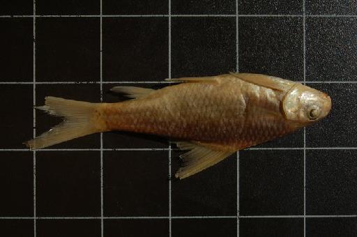 Varicorhinus latirostris Boulenger, 1910 - 1911.6.1.6-10 Varicorhinus latirostris medium a