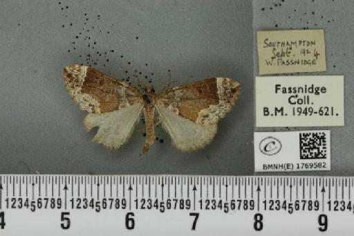 Dysstroma truncata truncata (Hufnagel, 1767) - BMNHE_1769582_350346