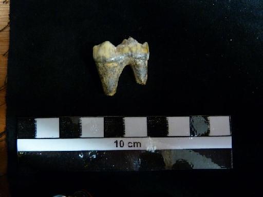 Ursus arctos Linnaeus, 1758 - M 92416 Ursus arctos lower m1 tooth. 2