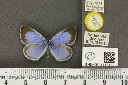 Celastrina argiolus britanna ab. argiolus-lata Tutt, 1908 - BMNHE_1148166_111235