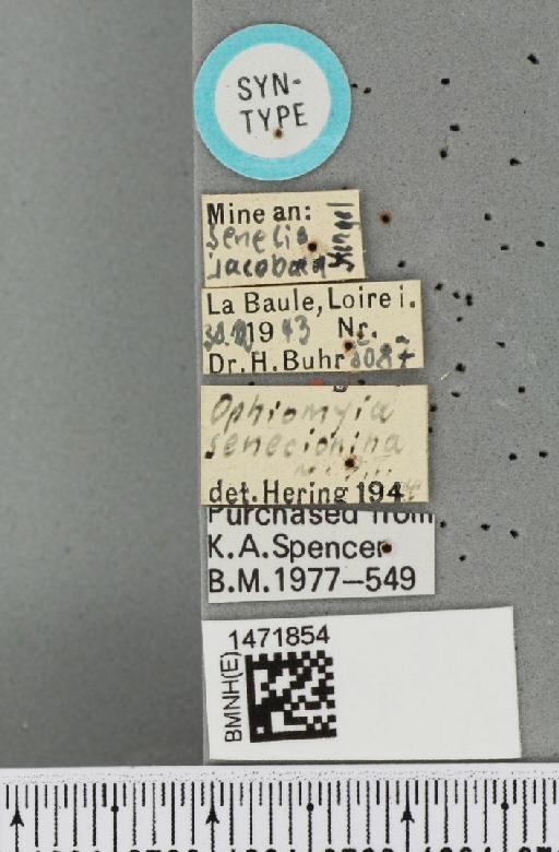 Ophiomyia senecionina Hering, 1944 - BMNHE_1471854_label_48068