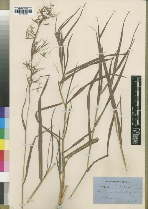 Hyparrhenia variabilis Stapf - BM000923529