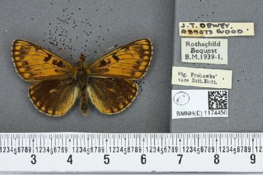 Boloria selene selene ab. halflantsi Cabeau, 1922 - BMNHE_1174450_29860