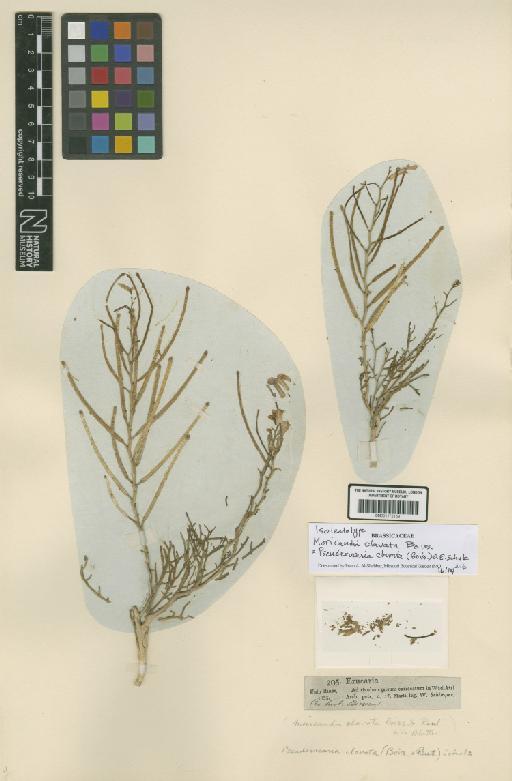 Pseuderucaria clavata (Boiss. & Reut.) O.E.Schulz - BM001172159