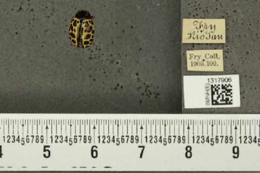 Calligrapha (Calligrapha) polyspila (Germar, 1821) - BMNHE_1317906_17470