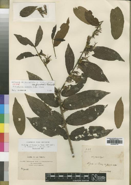 Tricalysia anomala var. guineensis Robbr - BM000903133