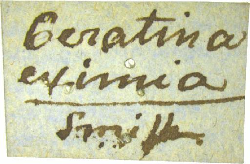 Ceratina eximia Smith, F., 1862 - 969506 Ceratina eximia type label 2