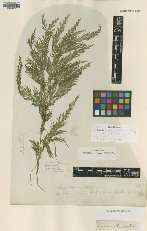 Selaginella ornata (Hook. & Grev.) Spring - BM001038093