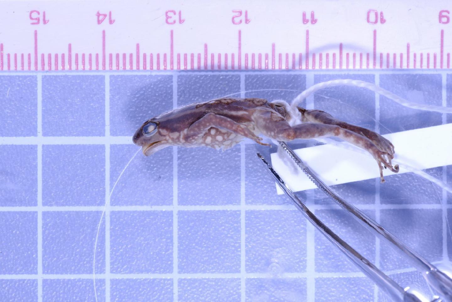 Hyloxalus infraguttatus thumbnail
