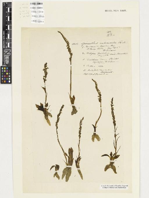 Spiranthes spiralis (L.) Chevall. - BM001164179