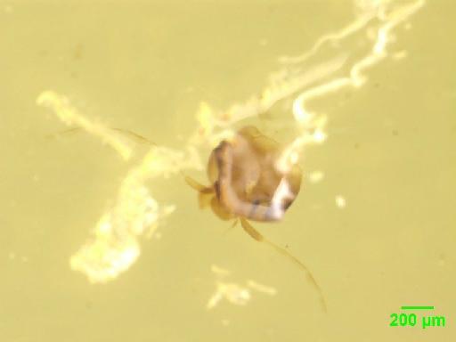 Scaphidiinae Latreille, 1806 - 010188831__