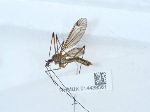 Prionocera turcica (Fabricius, 1787) - 014438561_1