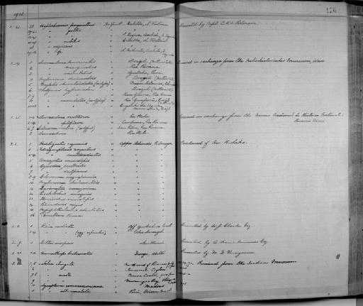 Psectrogaster amazonica Eigenmann & Eigenmann, 1889 - Zoology Accessions Register: Fishes: 1912 - 1936: page 176