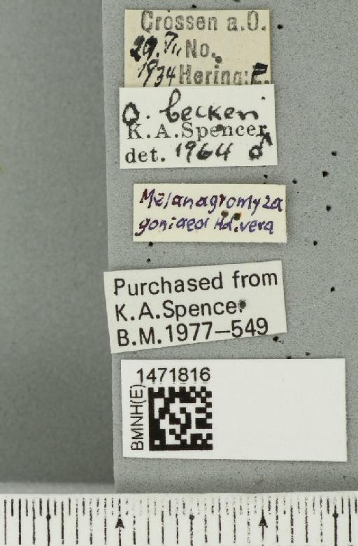 Ophiomyia beckeri (Hendel, 1923) - BMNHE_1471816_label_47031