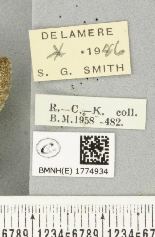 Thera obeliscata ab. medionigricans Reutti, 1898 - BMNHE_1774934_label_338607