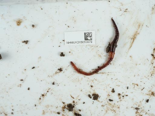 Lumbricus castaneus (Savigny, 1826) - 015059979_1