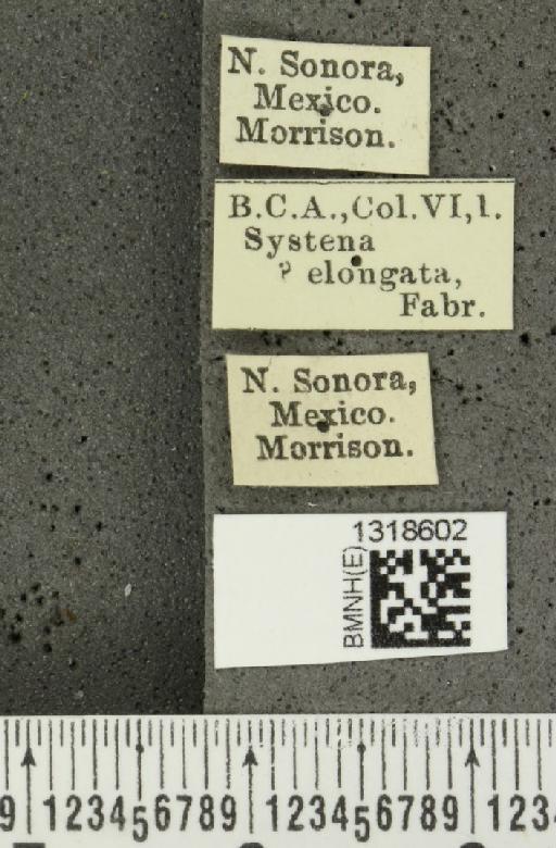 Systena blanda Melsheimer, F.E., 1847 - BMNHE_1318602_label_26446