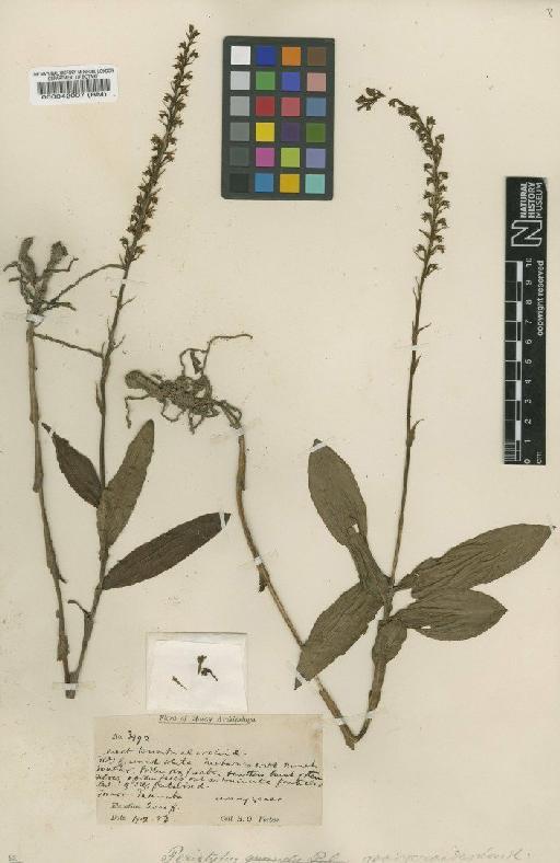 Peristylus goodyeroides (D.Don) Lindl. - BM000042007